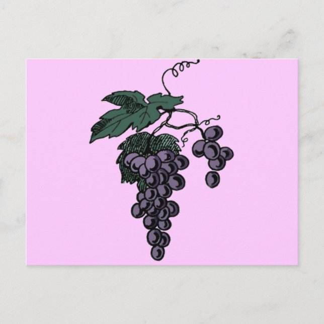 Grape Vines Postcard (Front)