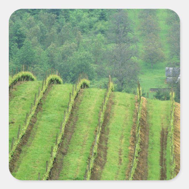 Grape Vineyards near Newberg Oregon Square Sticker (Front)