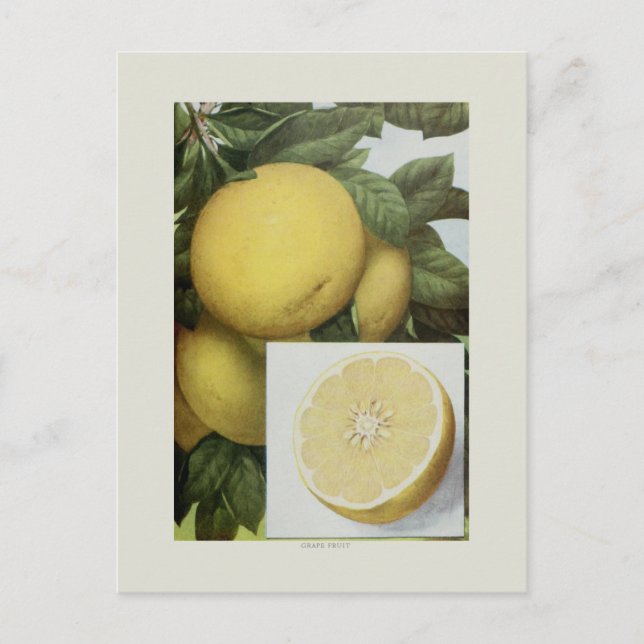 Grapefruit Postcard (Front)
