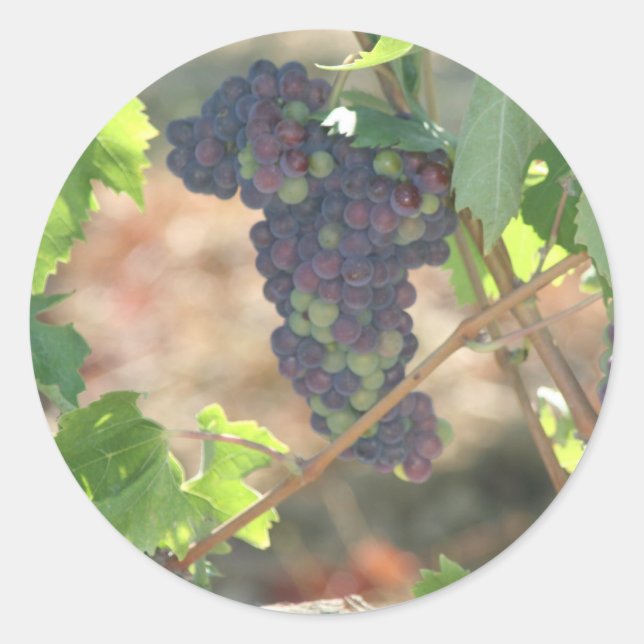 Grapes Classic Round Sticker (Front)