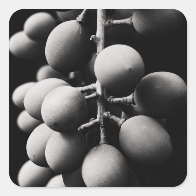 grapes for a sour day square sticker (Front)