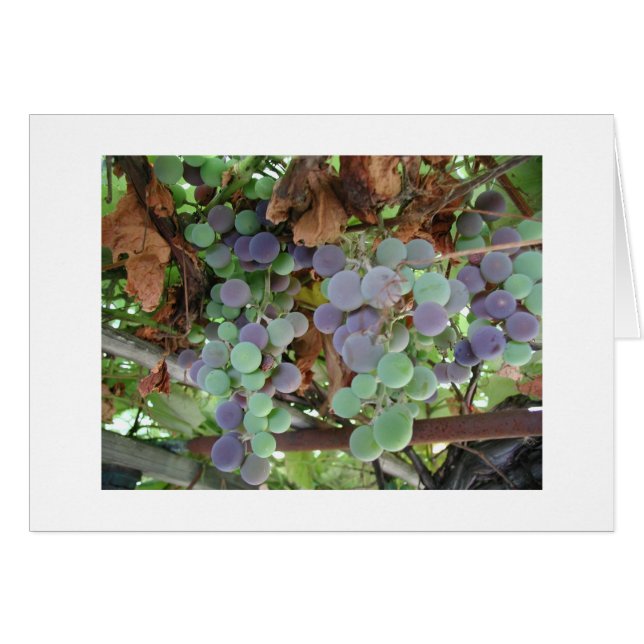 Grapes in August (Front Horizontal)