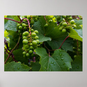 grapes in the rain poster