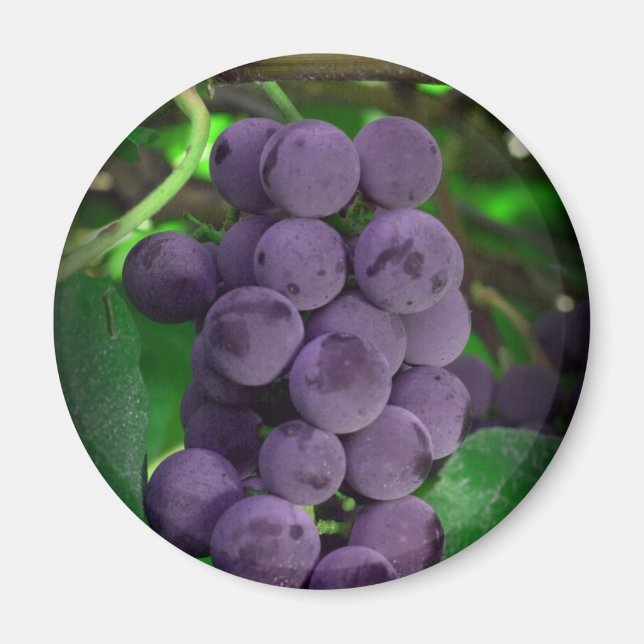 grapes magnet (Front)