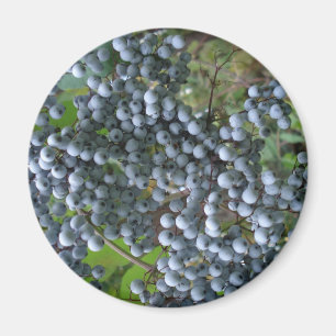 Grapes Magnet