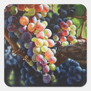 Grapes of Abundance for Wine Lovers & Wineries Square Sticker