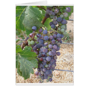 Grapes of Napa Valley
