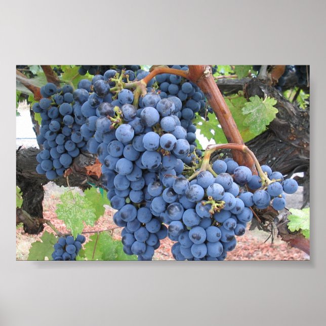 Grapes of Napa Valley Poster (Front)