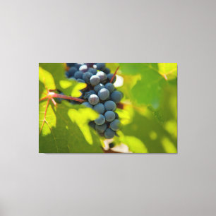 Grapes on Vine Canvas Print