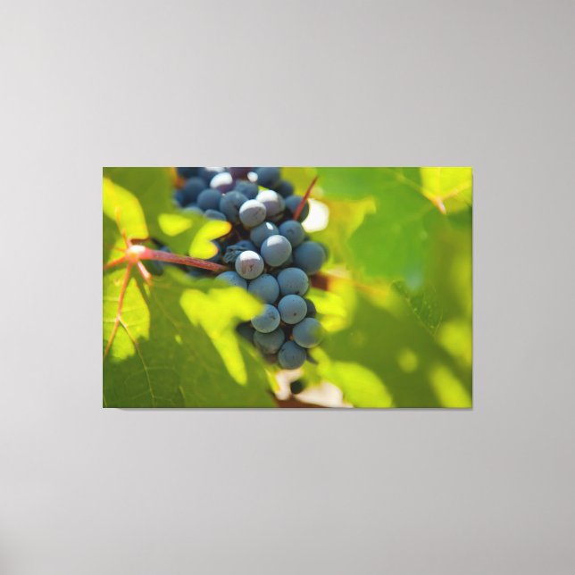 Grapes on Vine Canvas Print (Front)