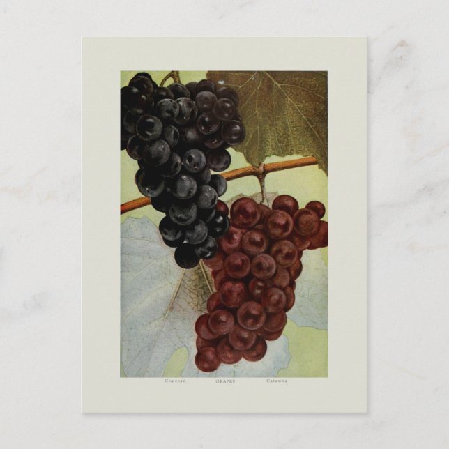 Grapes Postcard (Front)