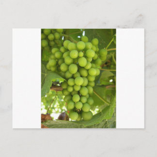 Grapes Postcard