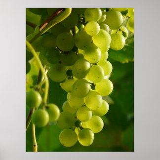 Grapes Poster