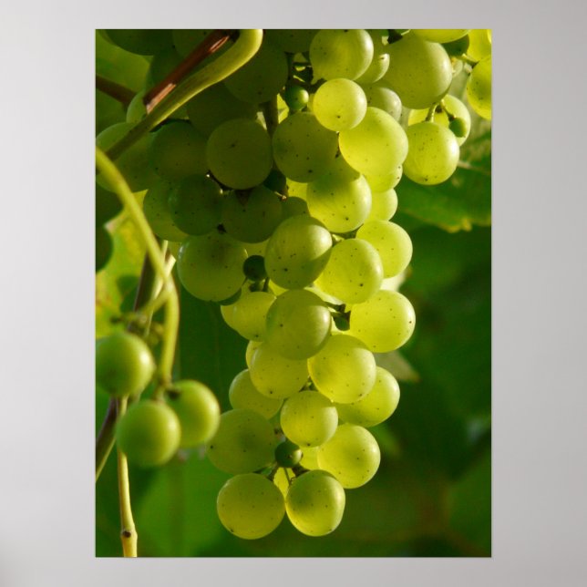 Grapes Poster (Front)