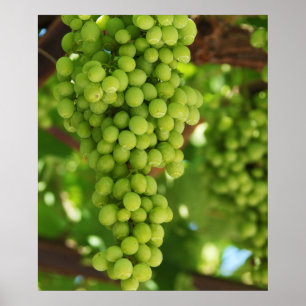 Grapes Poster