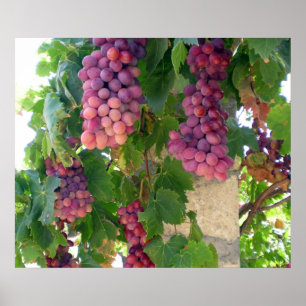 Grapes Poster
