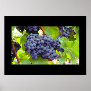 Grapes Poster
