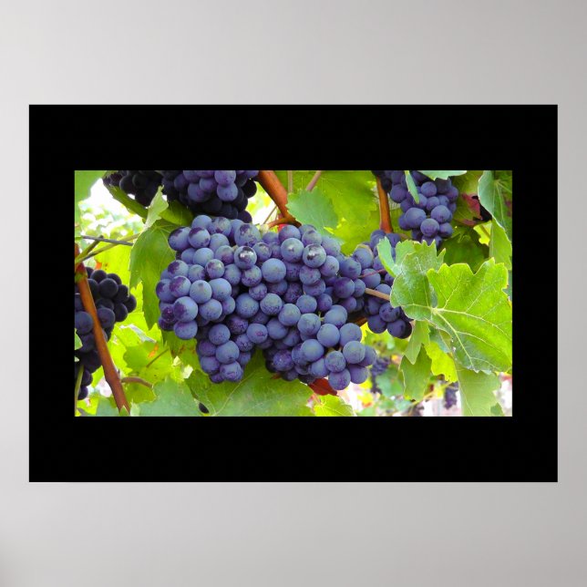 Grapes Poster (Front)