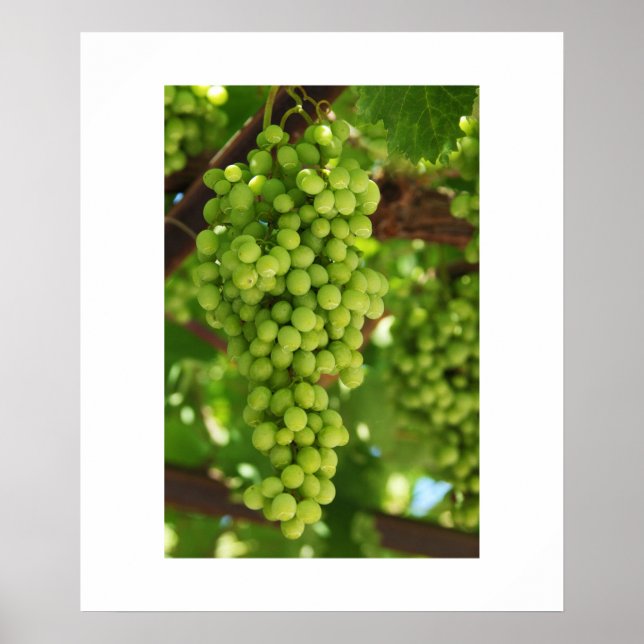 Grapes Poster (Front)