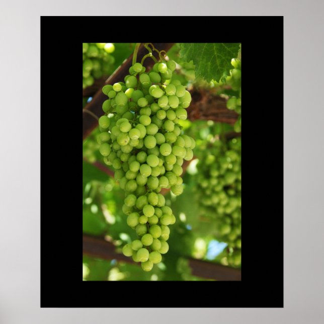 Grapes Poster (Front)
