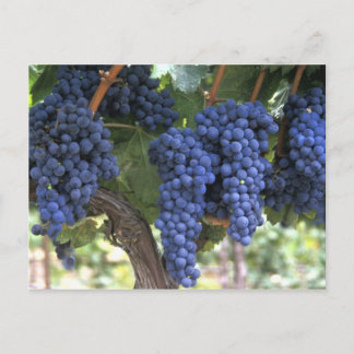Grapes Ready for Harvest Postcard