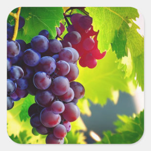 Grapes Square Sticker