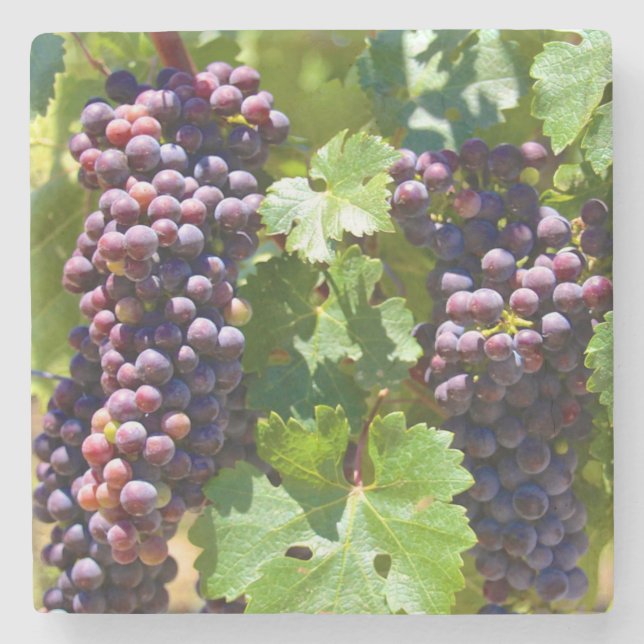 Grapes Stone Coaster (Front)