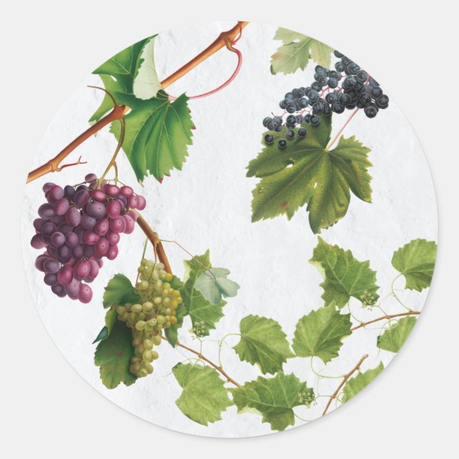 Grapes Vineyard Mediterranean Greek Island    Classic Round Sticker (Front)