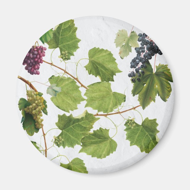 Grapes Vineyard Mediterranean Greek Island  Magnet (Front)