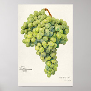 Grapes (Vitis) Fruit Watercolor Painting Poster