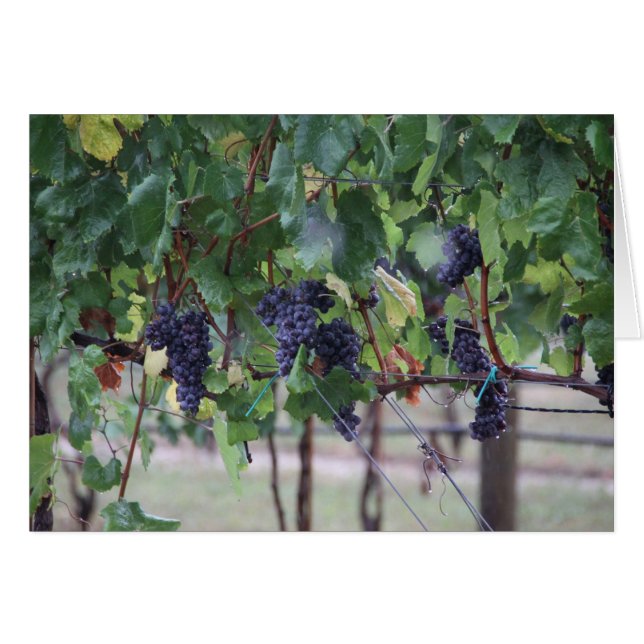 Grapes will be Wine (Front Horizontal)