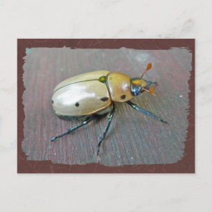 Grapevine Beetle (Pelidnota punctata) Series Postcard