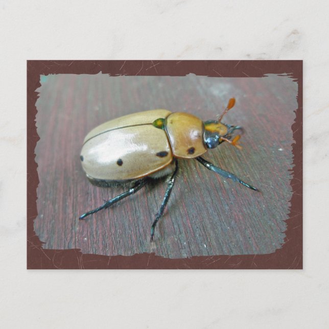Grapevine Beetle (Pelidnota punctata) Series Postcard (Front)