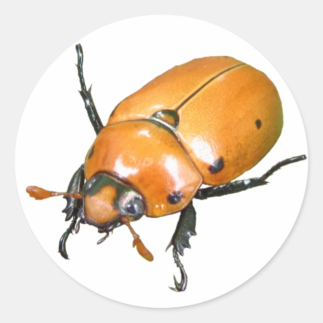Grapevine Beetle ~ sticker (Front)