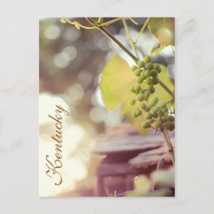 Grapevines and Birdhouses by JerseyFawn Postcard