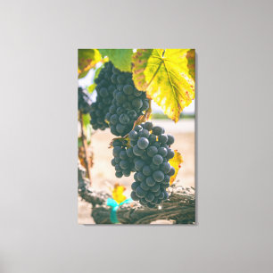 Grapevines Canvas Print