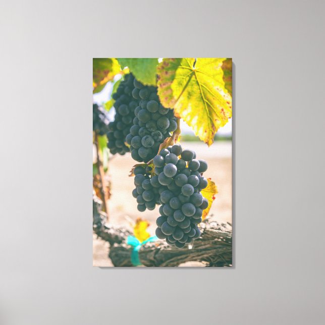 Grapevines Canvas Print (Front)