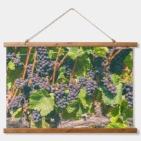 Grapevines
