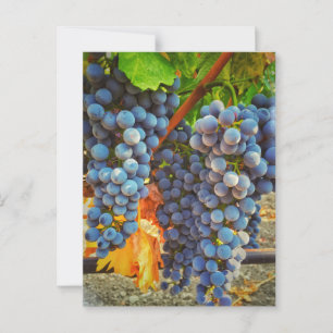 Grapevines in Napa Valley Postcard