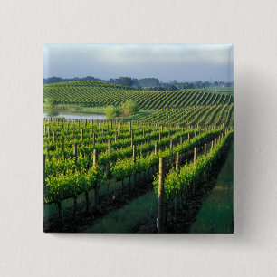Grapevines in neat rows in California's Napa 15 Cm Square Badge