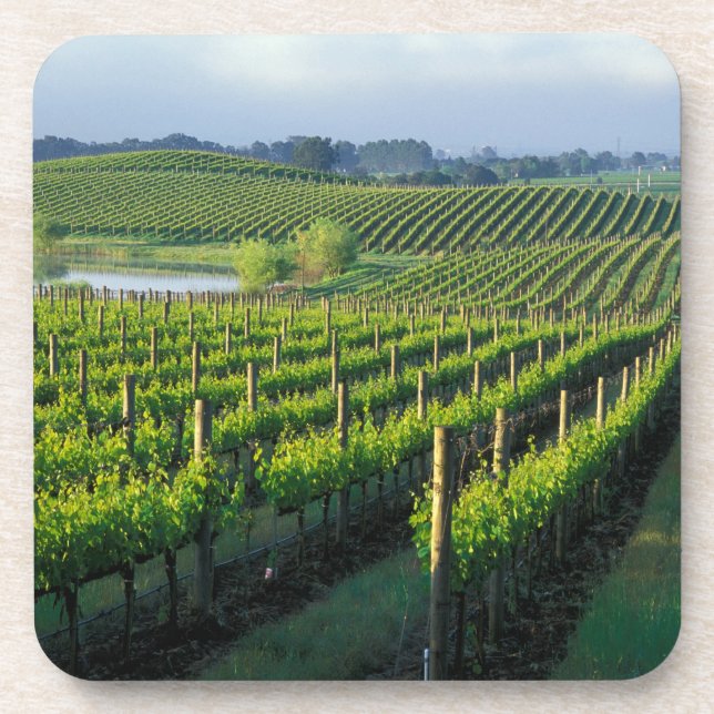 Grapevines in neat rows in California's Napa Coaster (Front)