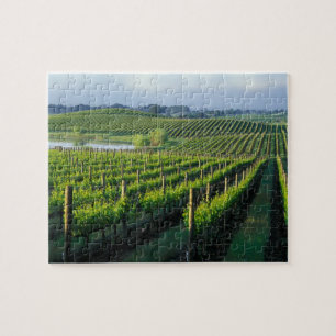 Grapevines in neat rows in California's Napa Jigsaw Puzzle