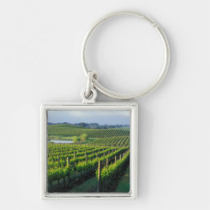 Grapevines in neat rows in California's Napa Key Ring