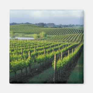 Grapevines in neat rows in California's Napa Magnet