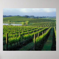 Grapevines in neat rows in California's Napa