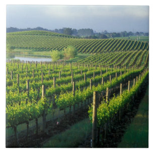 Grapevines in neat rows in California's Napa Tile