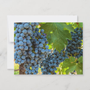 Grapevines Postcard