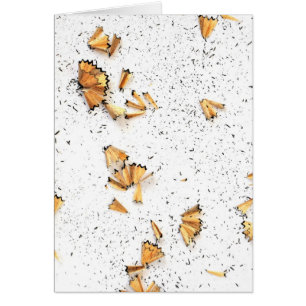 graphite pencil shavings