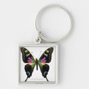 Graphium butterfly key ring