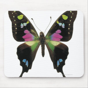 Graphium butterfly mouse mat